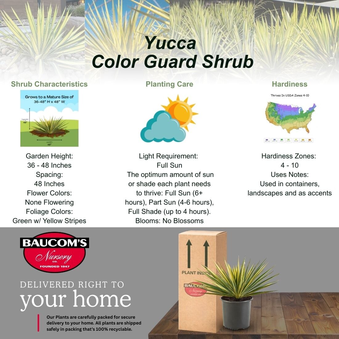 2.25 Gal. Color Guard Yucca Shrub Plant with Creamy White and Dark